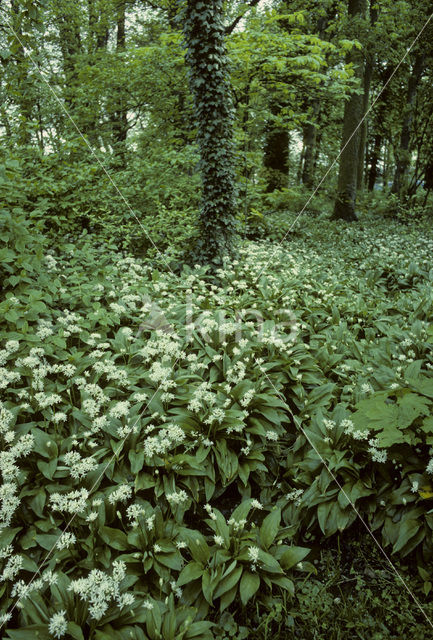 Ramsons (Allium ursinum)