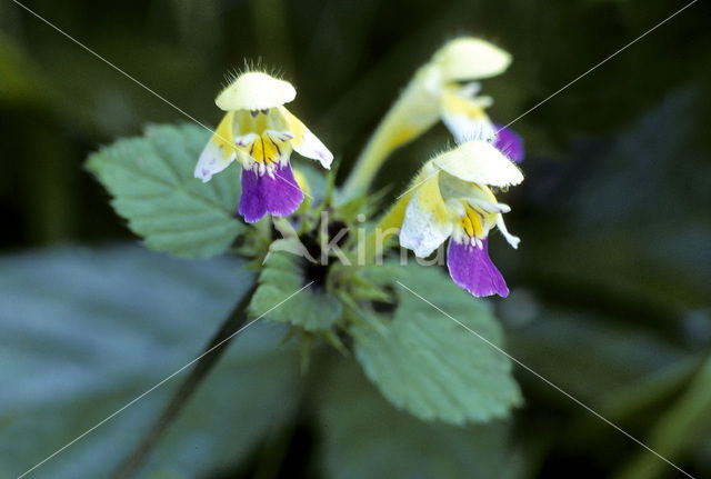 Large-flowered Hemp-nettle (Galeopsis speciosa)