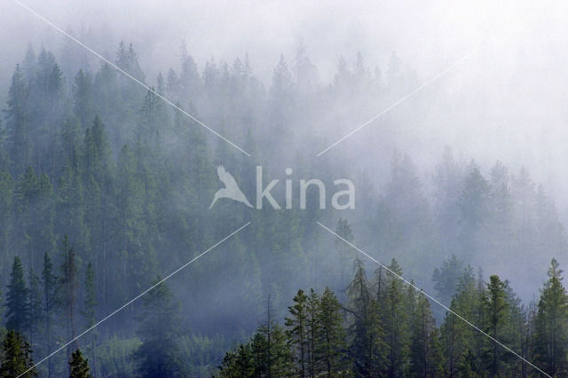 Pine tree (Pinus spec.)