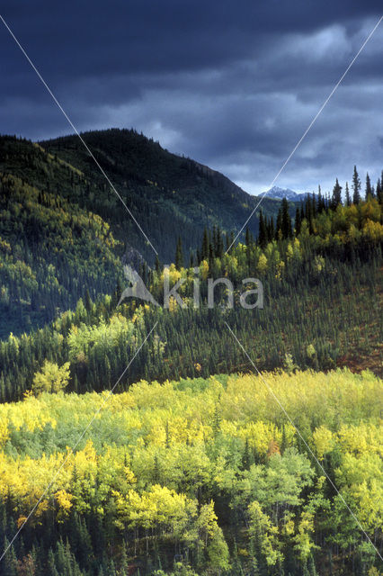 Denali National Park