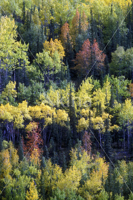 Denali National Park