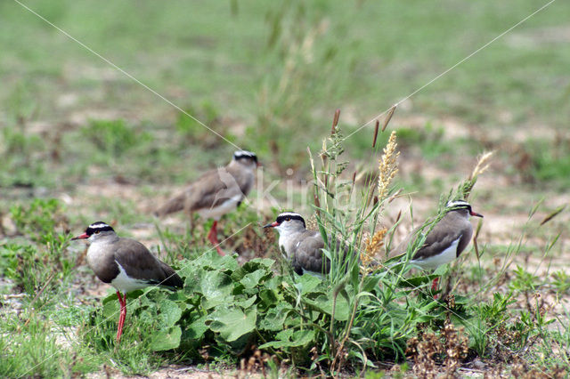 Crowned Lapwing (Vanellus coronatus)