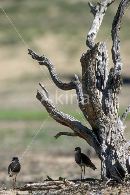 Crowned Lapwing (Vanellus coronatus)