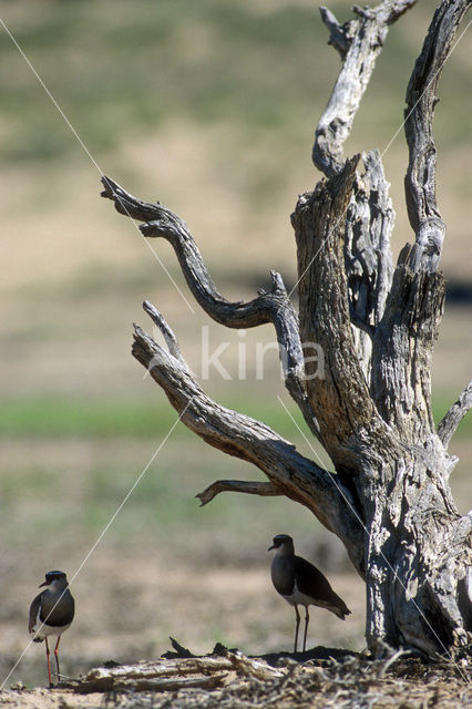 Diadeemkievit (Vanellus coronatus)