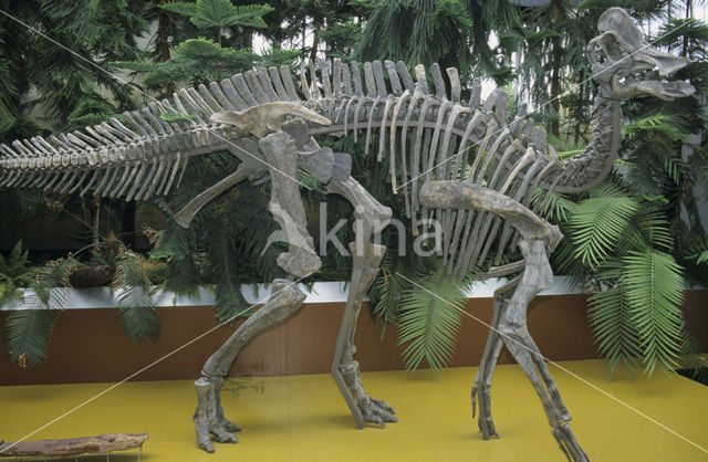 Dinosaur (Hypacrosaurus)