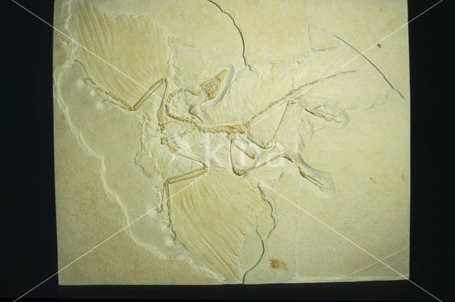 Dinosaur (Archaeopteryx)