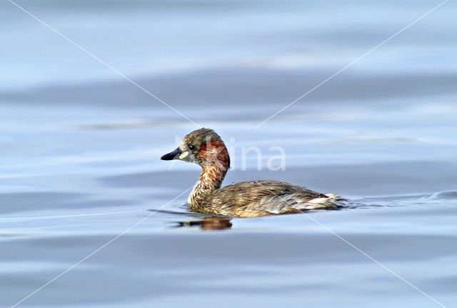 Dodaars (Tachybaptus ruficollis)