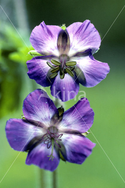 Dusky Crane’s-bill (Geranium phaeum)