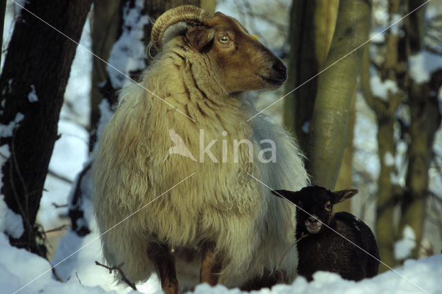 Drents heideschaap (Ovis domesticus)