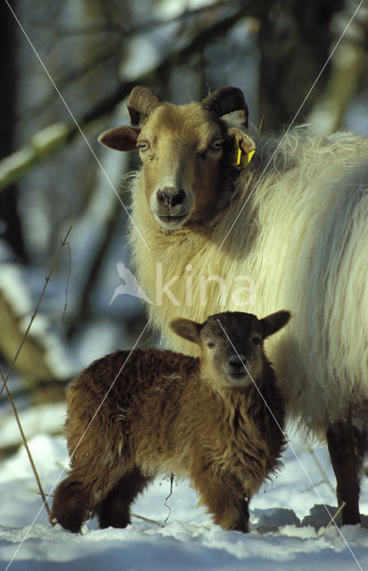 Drents heideschaap (Ovis domesticus)