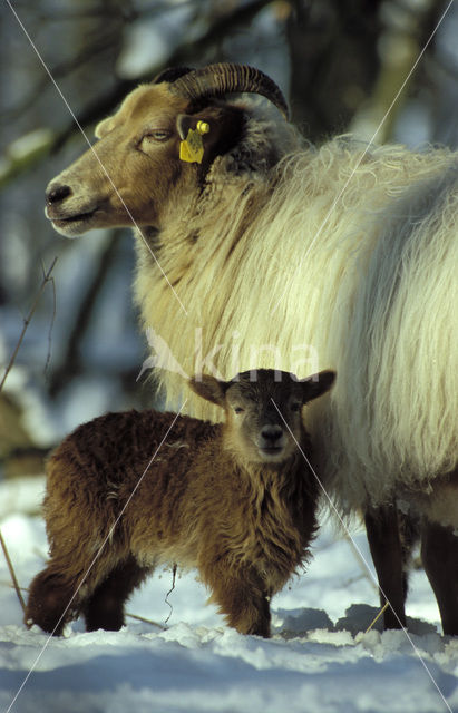 sheep (Ovis domesticus)