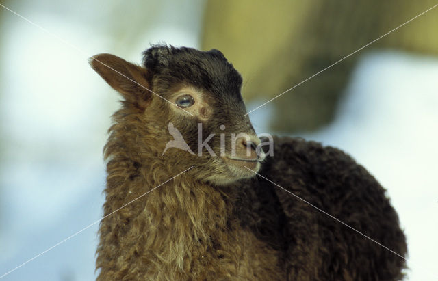 Drents heideschaap (Ovis domesticus)