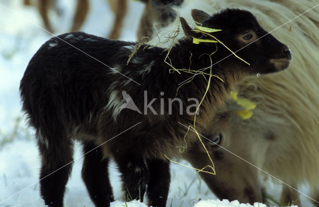 Drents heideschaap (Ovis domesticus)