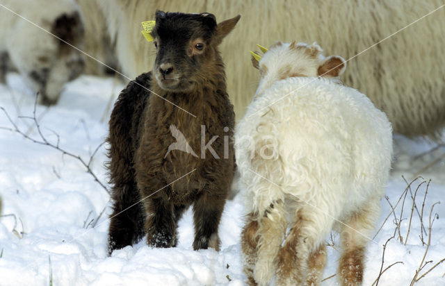 Drents heideschaap (Ovis domesticus)