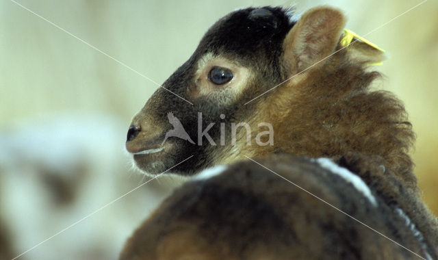 Drents heideschaap (Ovis domesticus)