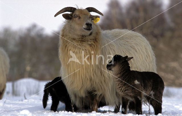 Drents heideschaap (Ovis domesticus)