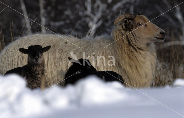 Drents heideschaap (Ovis domesticus)