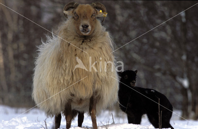 Drents heideschaap (Ovis domesticus)