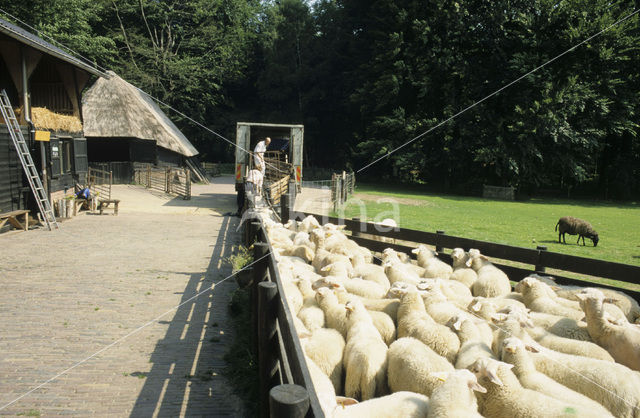 Drents heideschaap (Ovis domesticus)