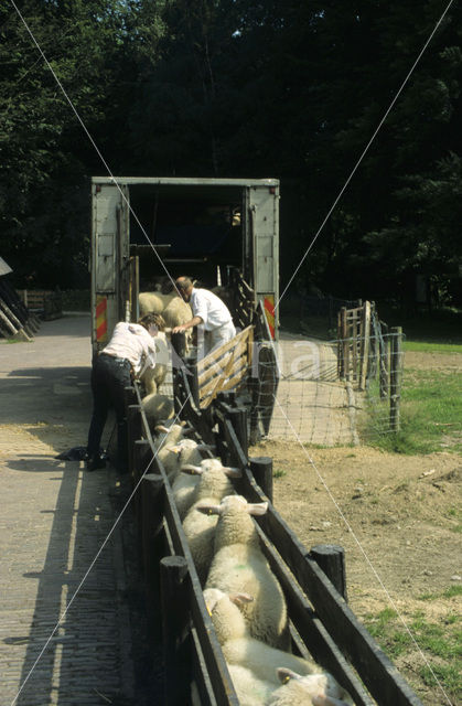 Drents heideschaap (Ovis domesticus)