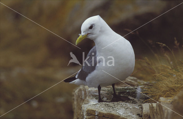 Black-legged Kittiwake (Rissa tridactyla)