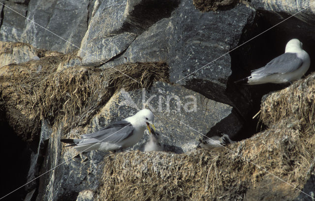 Drieteenmeeuw (Rissa tridactyla)