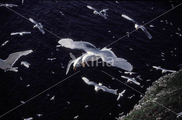 Black-legged Kittiwake (Rissa tridactyla)