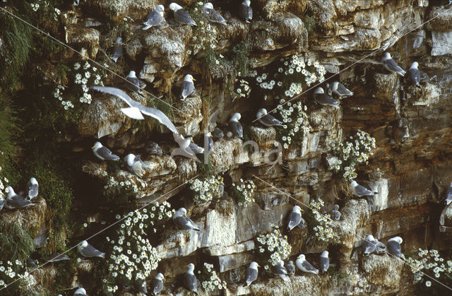 Black-legged Kittiwake (Rissa tridactyla)