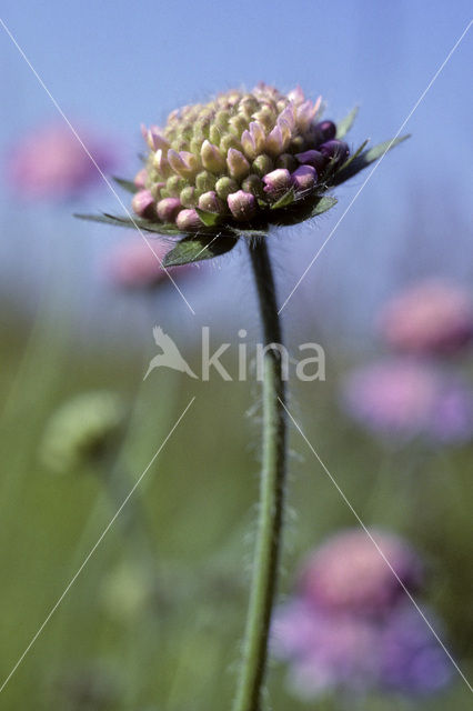 Duifkruid (Scabiosa columbaria)