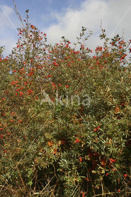 Sea-buckthorn (Hippophae rhamnoides)