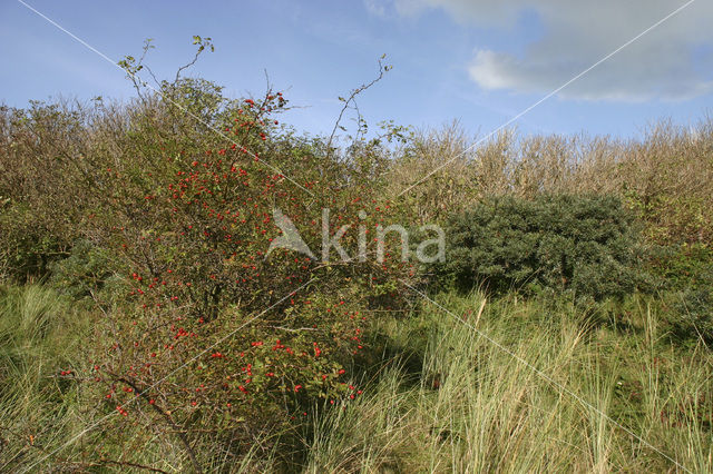 Sea-buckthorn (Hippophae rhamnoides)