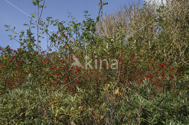 Sea-buckthorn (Hippophae rhamnoides)