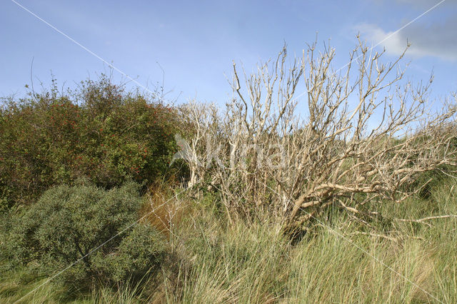 Sea-buckthorn (Hippophae rhamnoides)
