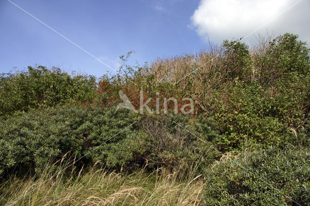 Sea-buckthorn (Hippophae rhamnoides)