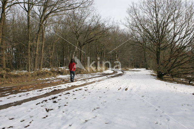 Duurswouderheide