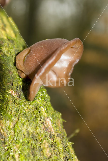 Jew’s Ear (Hirneola auricula-judae)