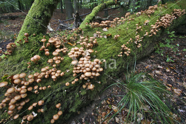 Honey Mushroom (Armillaria mellea)