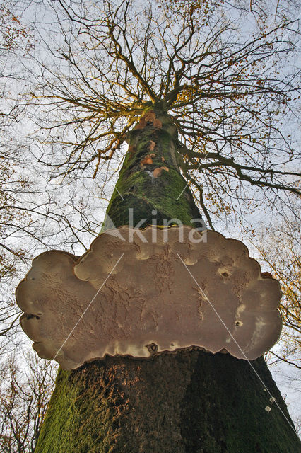 touchwood (Fomes fomentarius)