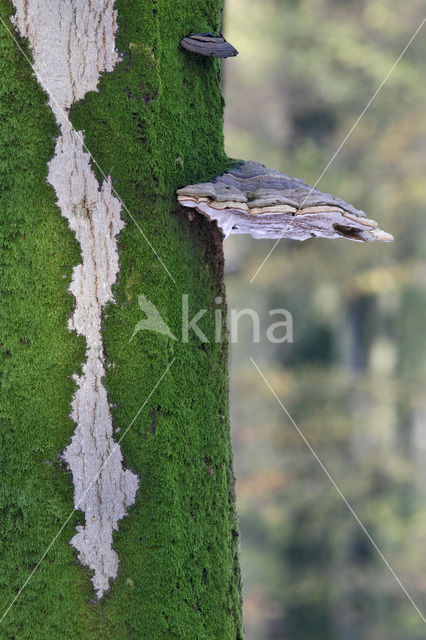 touchwood (Fomes fomentarius)