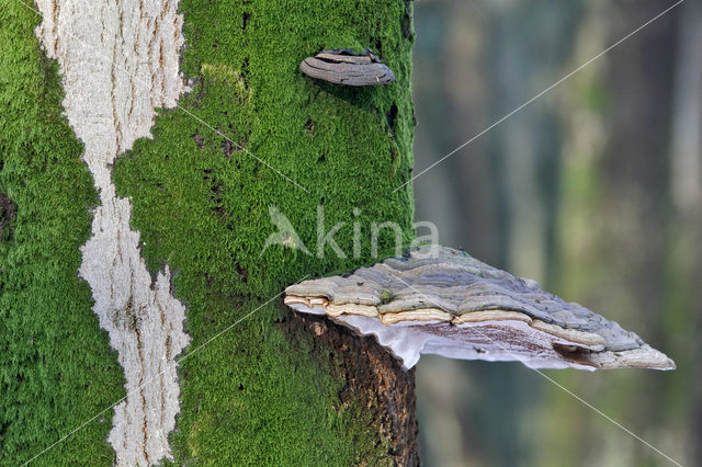 Echte tonderzwam (Fomes fomentarius)