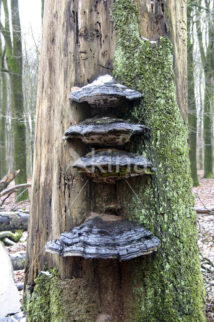 Echte tonderzwam (Fomes fomentarius)