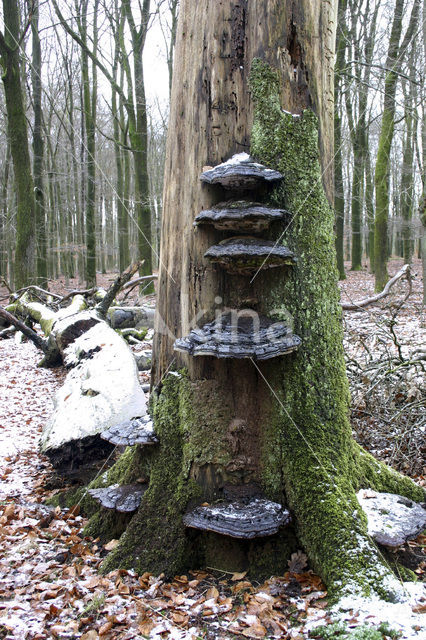 Echte tonderzwam (Fomes fomentarius)