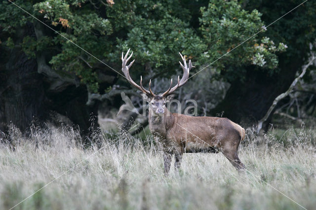 Red Deer (Cervus elaphus)