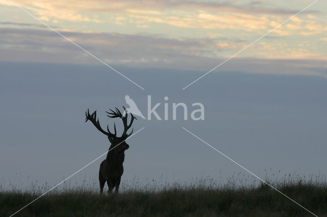 Red Deer (Cervus elaphus)