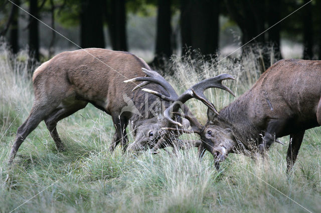 Red Deer (Cervus elaphus)
