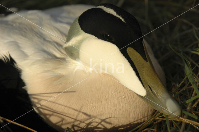 Eider (Somateria mollissima)