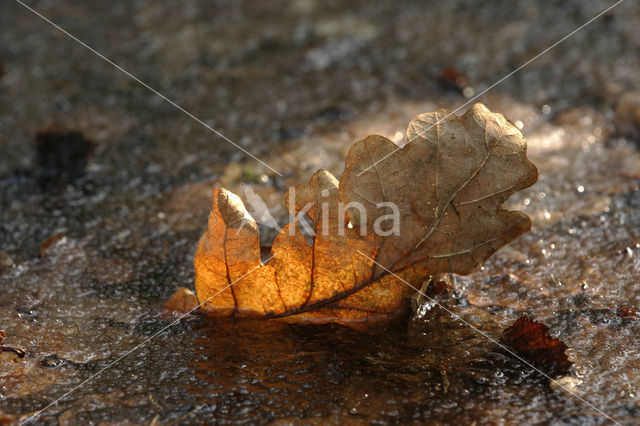 Oak (Quercus)