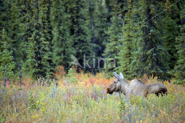 Eland (Alces alces)