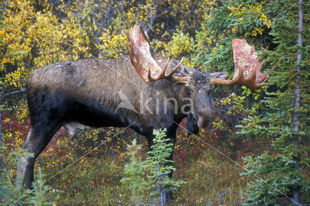 Elk (Alces alces)