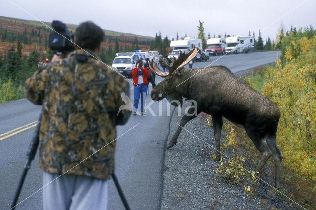 Eland (Alces alces)